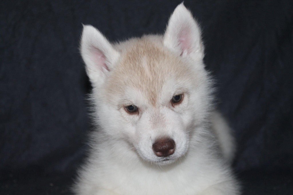 Rising star Of Siberian Forest Wolves