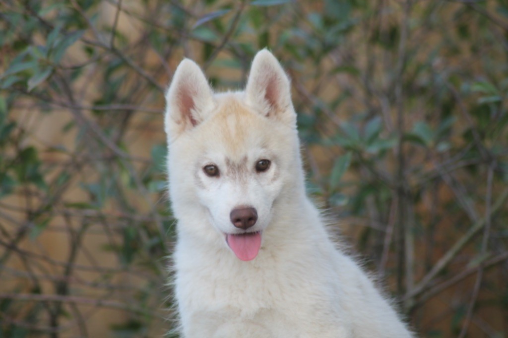 Tender love for kira Of Siberian Forest Wolves