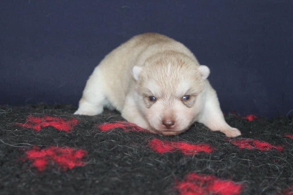 Rising star Of Siberian Forest Wolves