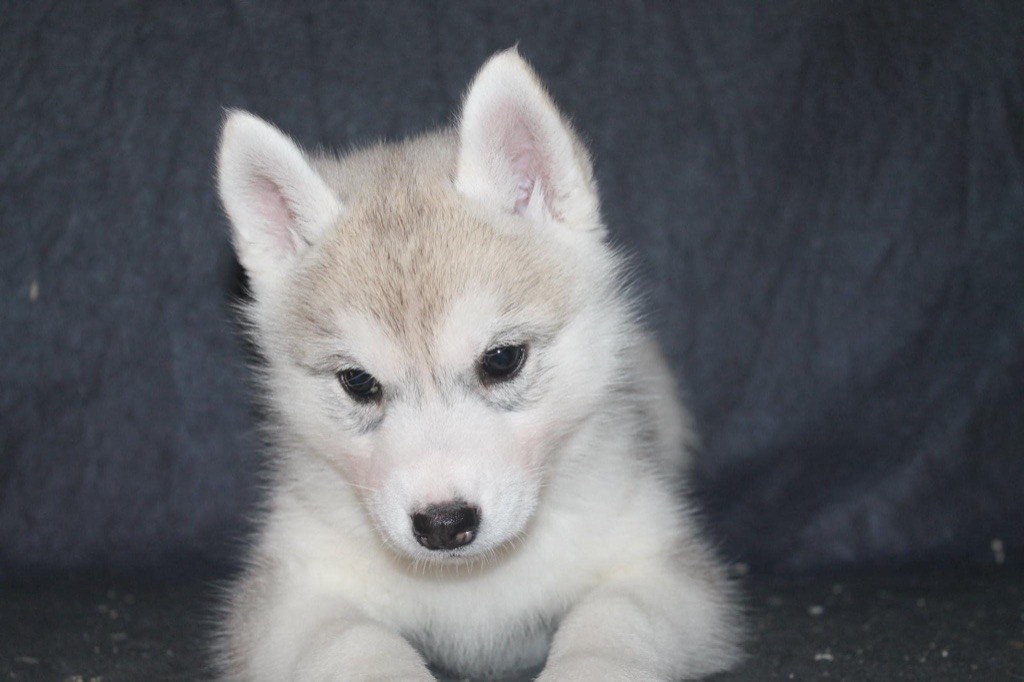 Real and pure lady Of Siberian Forest Wolves