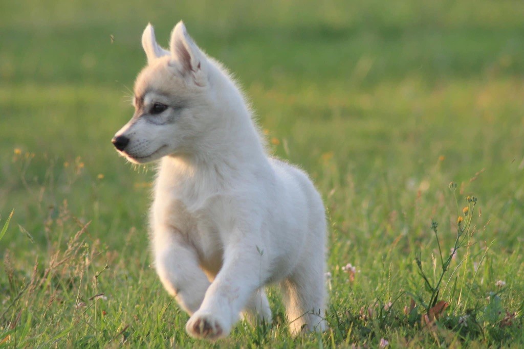 Unicorn-s magic kiss Of Siberian Forest Wolves