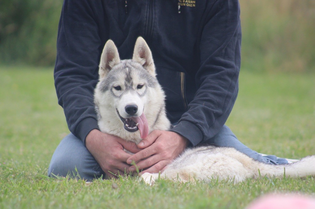 Of Siberian Forest Wolves - Chiot disponible  - Siberian Husky