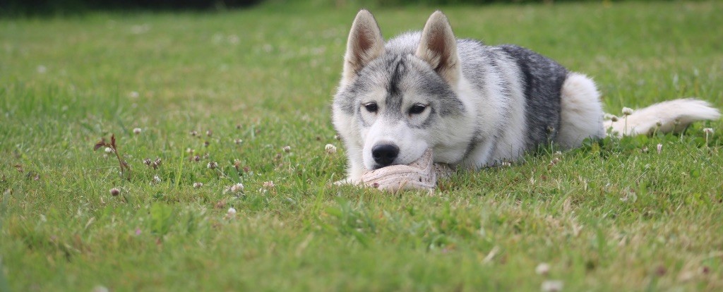 Of Siberian Forest Wolves - Chiot disponible  - Siberian Husky