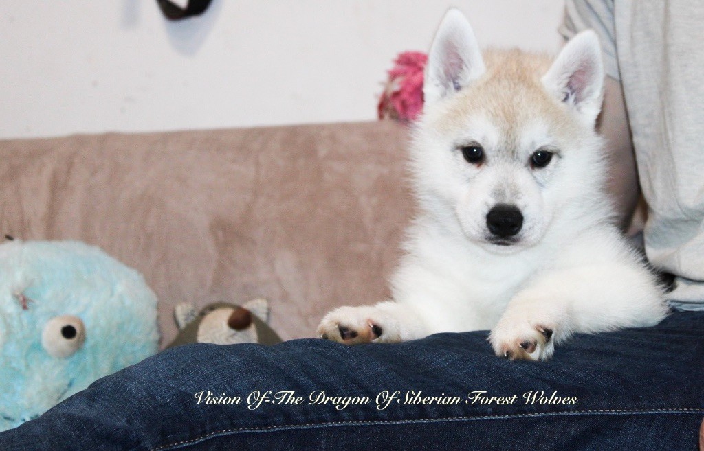 Of Siberian Forest Wolves - Chiot disponible  - Siberian Husky