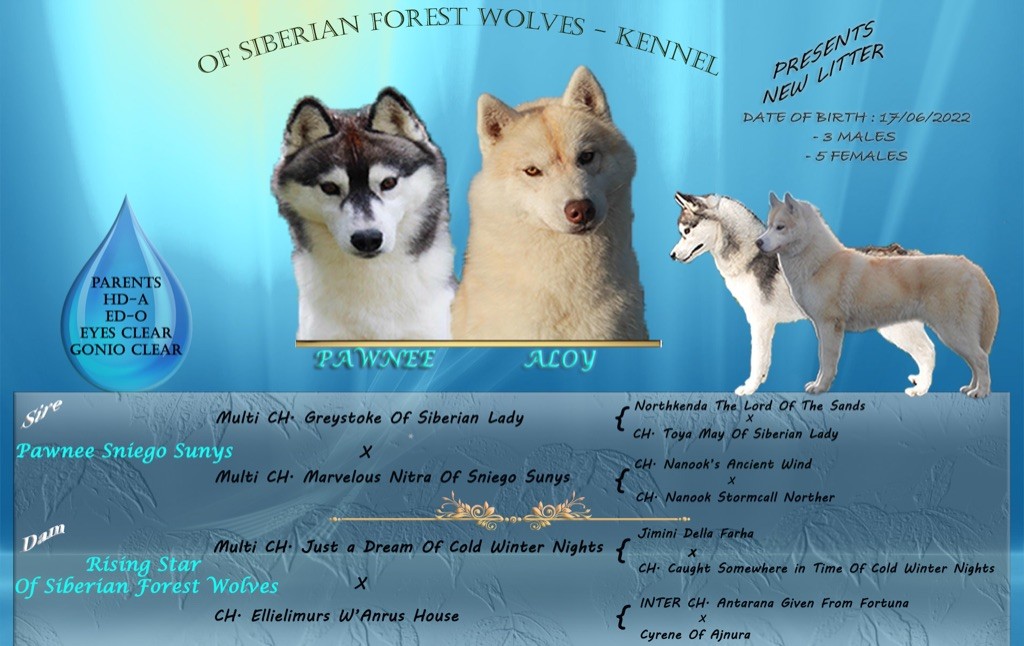 chiot Siberian Husky Of Siberian Forest Wolves