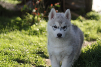 Of Siberian Forest Wolves - Siberian Husky - Portée née le 20/11/2022