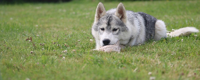 Voice Of Verity Of Siberian Forest Wolves 