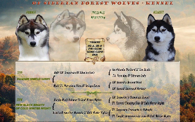 Of Siberian Forest Wolves - Siberian Husky - Portée née le 20/06/2022