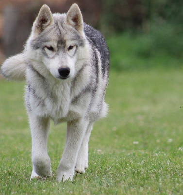 Vision Of-The Dragon Of Siberian Forest Wolves 