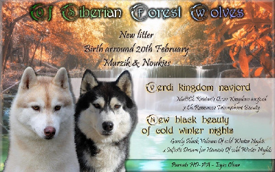 Of Siberian Forest Wolves - Siberian Husky - Portée née le 21/02/2020