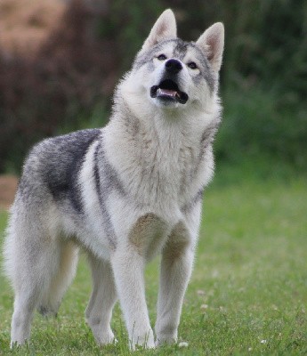 Vision Of-The Dragon Of Siberian Forest Wolves 