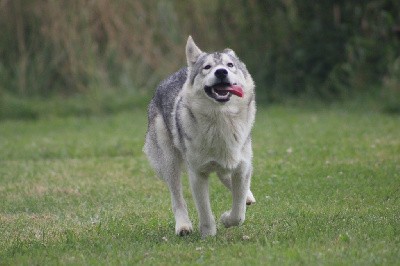 Volcanic Eruption Of Siberian Forest Wolves 