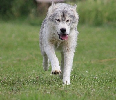 Voice Of Verity Of Siberian Forest Wolves 