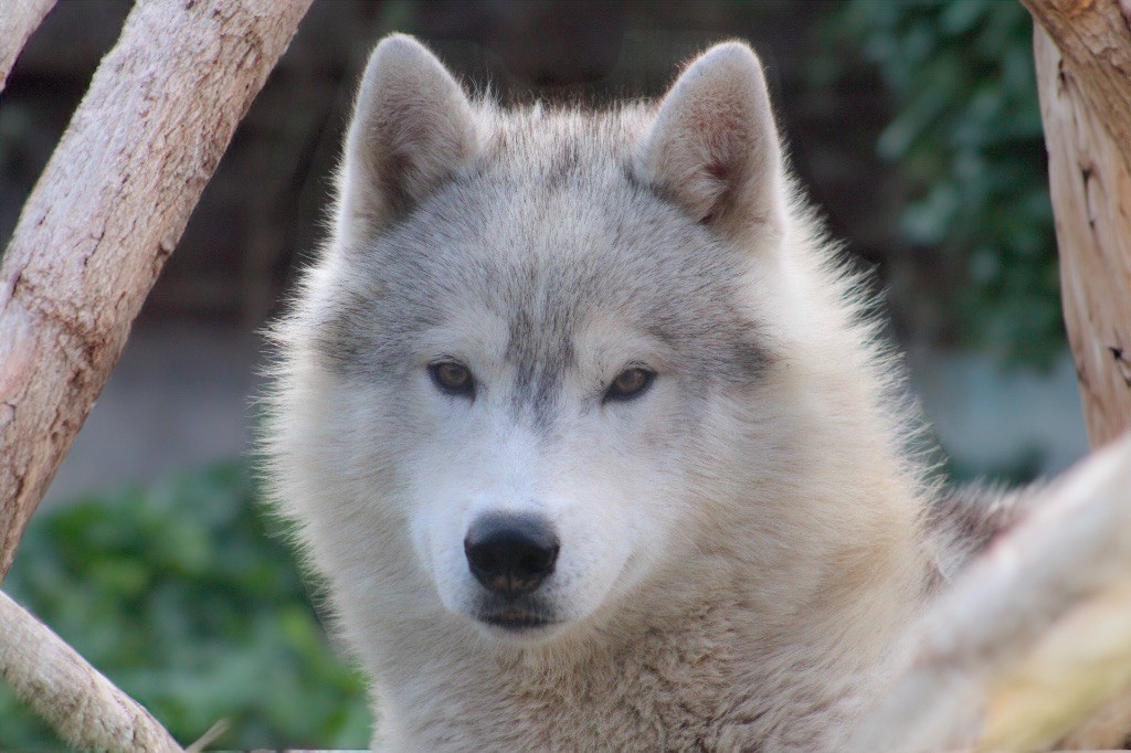 Unique dragon kiss Of Siberian Forest Wolves