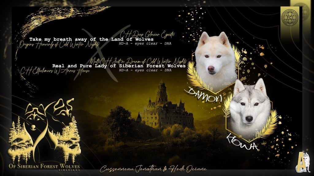 Of Siberian Forest Wolves - LES BÉBÉS DE KIOWA ET DAMON SONT NÉS <3
