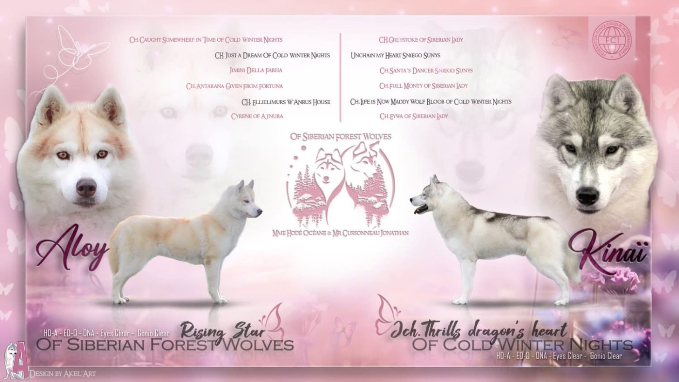Les bébés d Aloy et Kinaï sont nés ♥