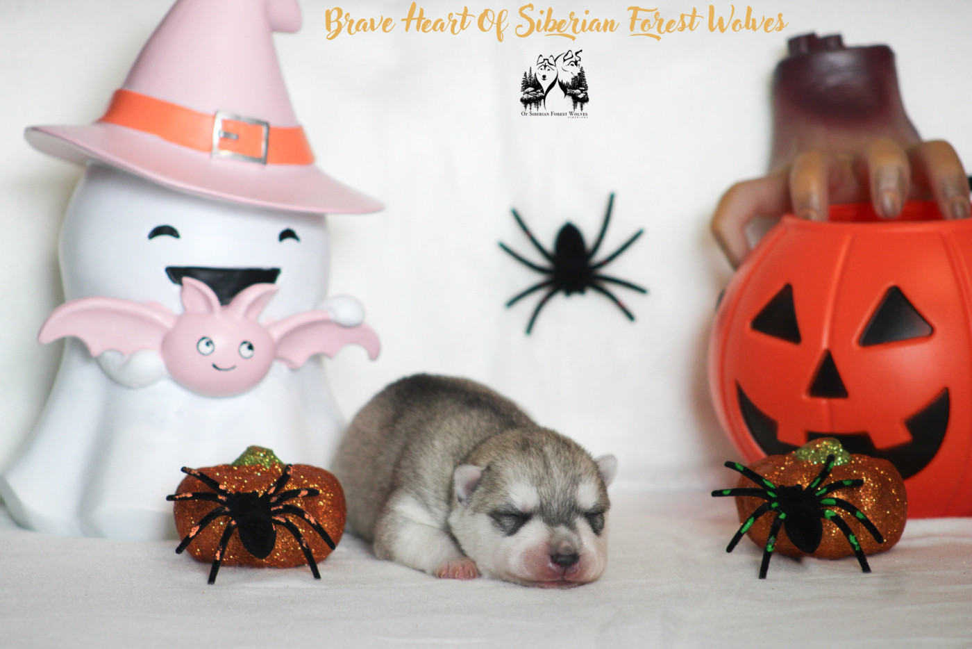Of Siberian Forest Wolves - Chiots disponibles - Siberian Husky