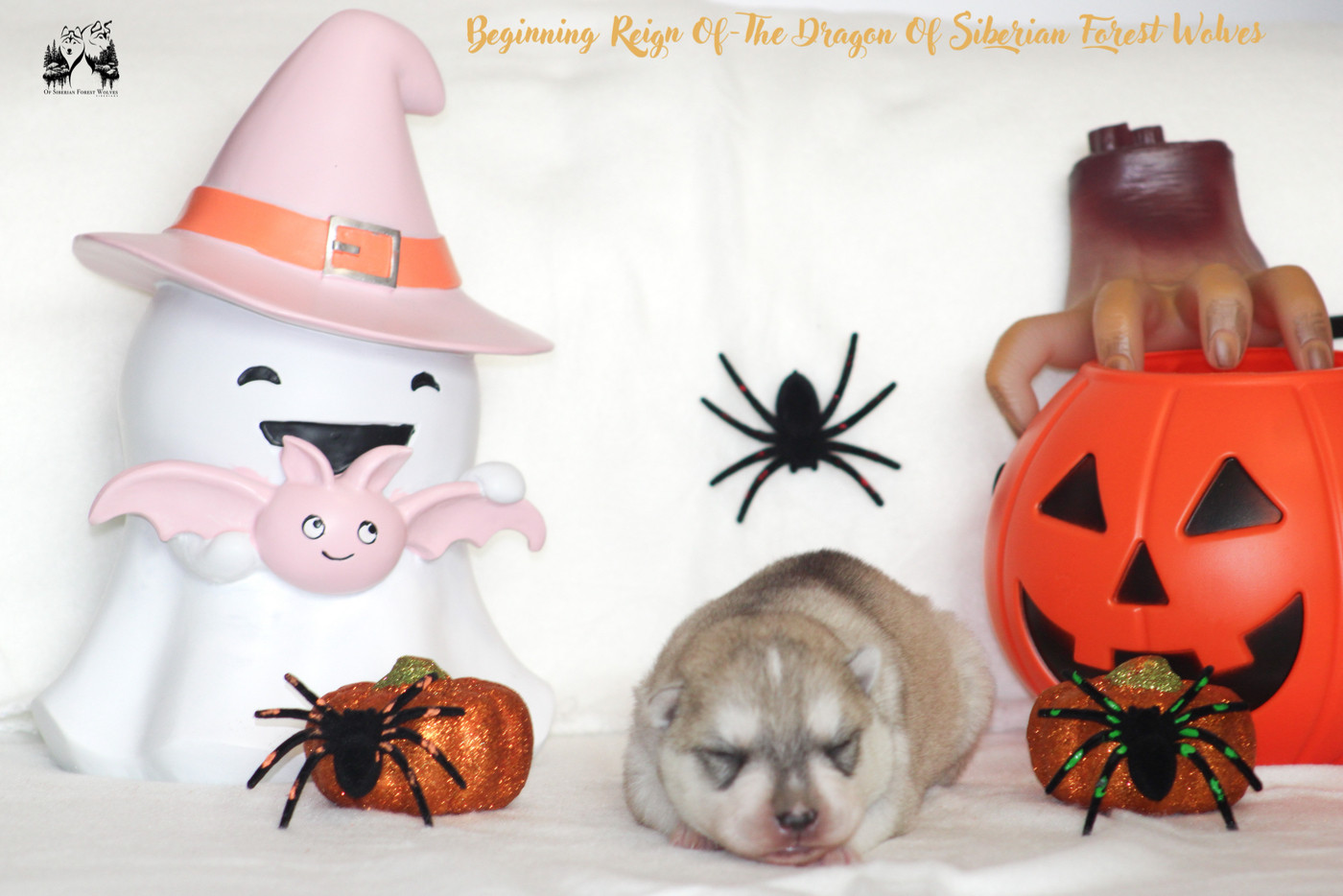 Of Siberian Forest Wolves - Chiots disponibles - Siberian Husky
