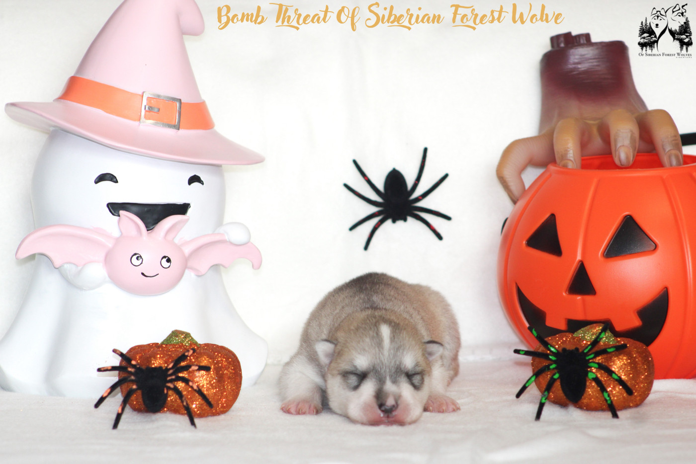 Of Siberian Forest Wolves - Chiots disponibles - Siberian Husky