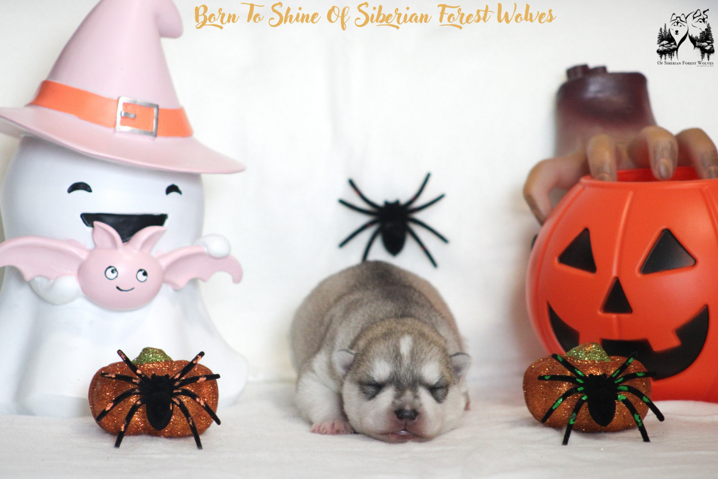 Of Siberian Forest Wolves - Chiots disponibles - Siberian Husky