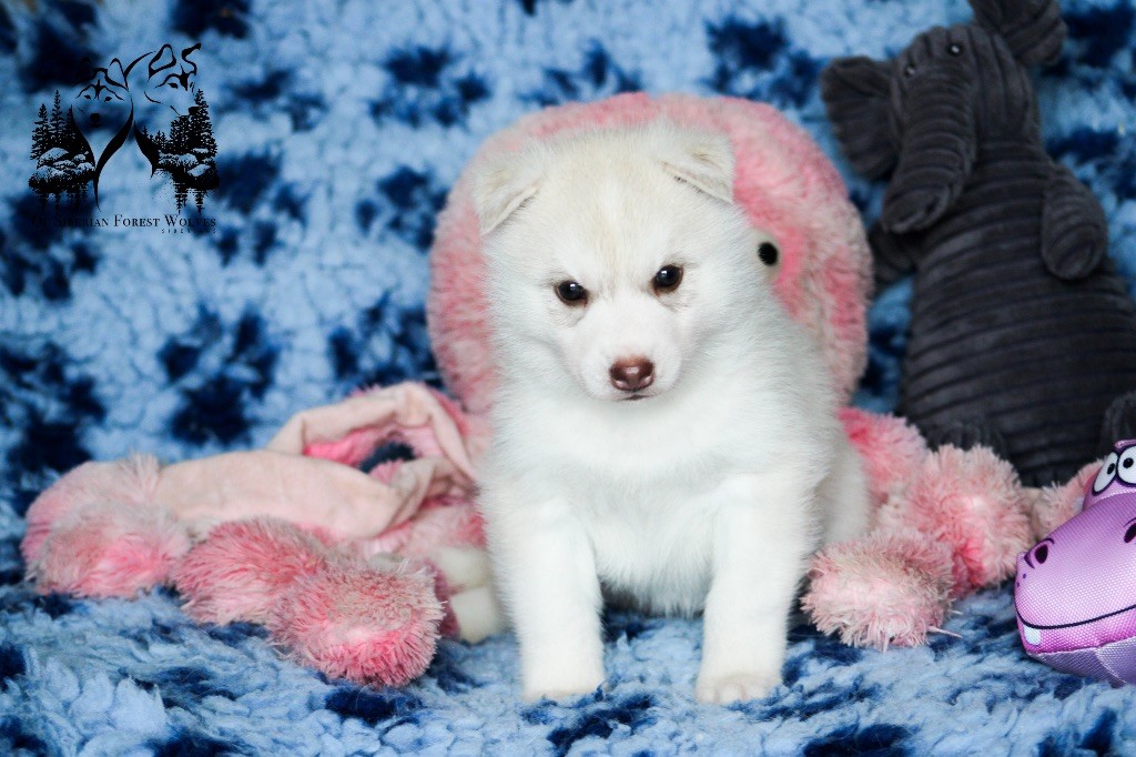 Of Siberian Forest Wolves - Chiots disponibles - Siberian Husky