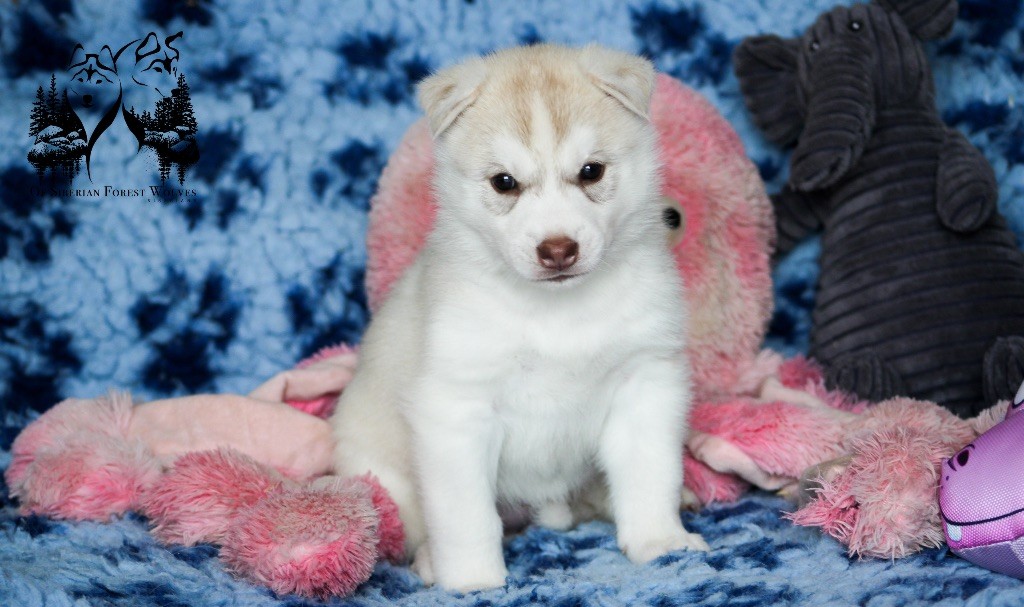 Of Siberian Forest Wolves - Chiots disponibles - Siberian Husky