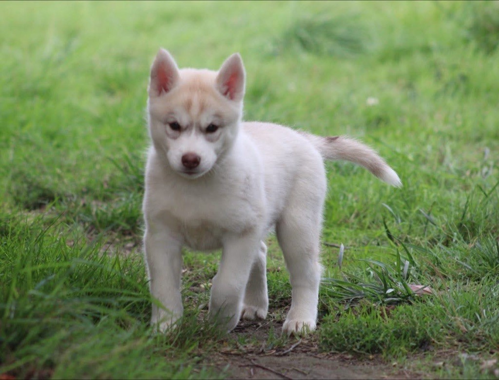 Of Siberian Forest Wolves - Chiots disponibles - Siberian Husky